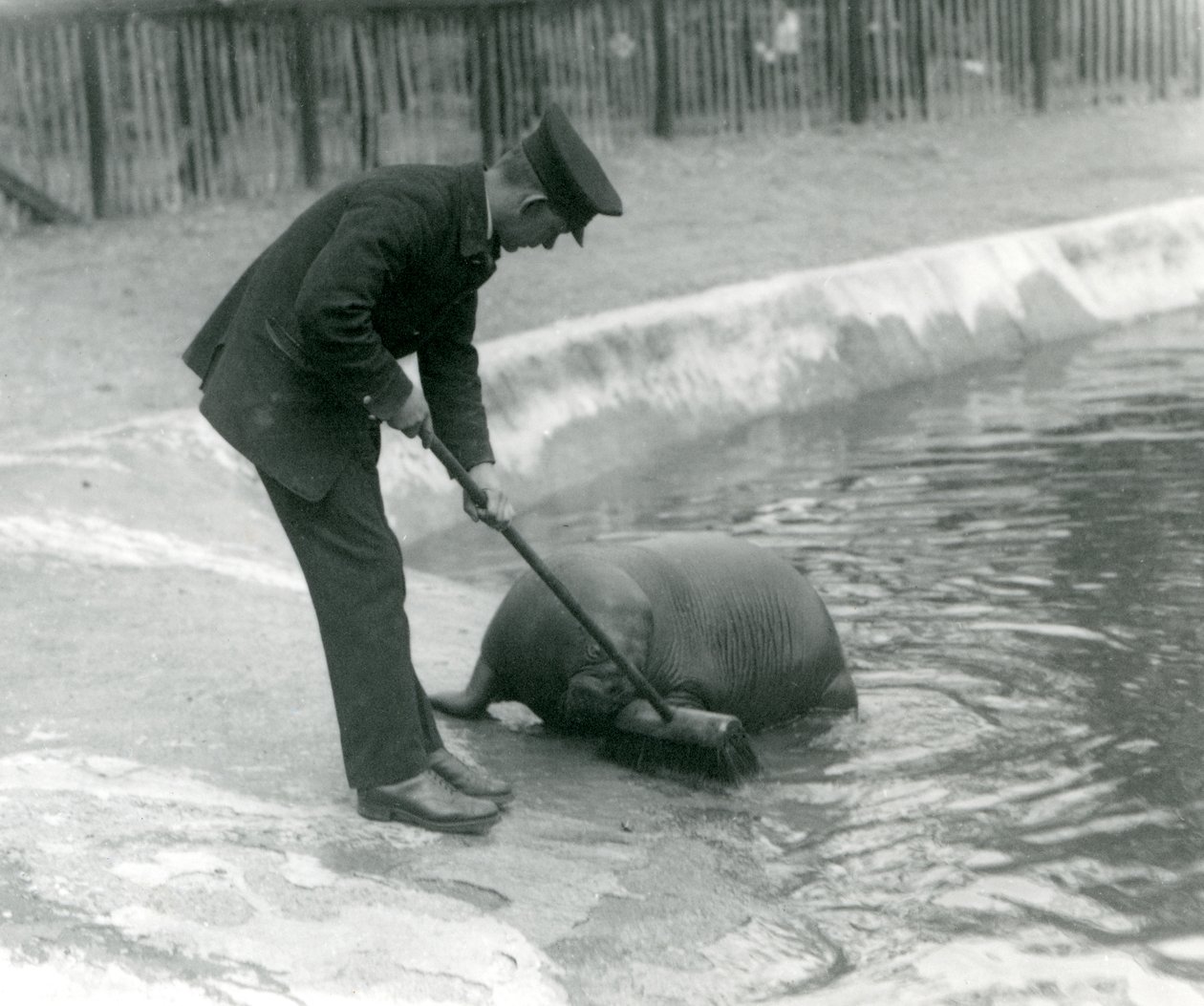 Wärter Arthur Chandler fegt das Walrossbecken, Londoner Zoo, 1924 von Frederick William Bond