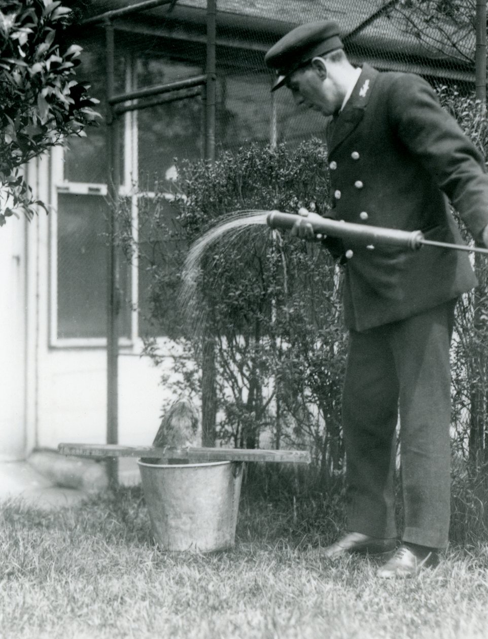 Wärter Thomas Raggett gibt einem Eulenschwalm eine Dusche, London Zoo, 1924 von Frederick William Bond