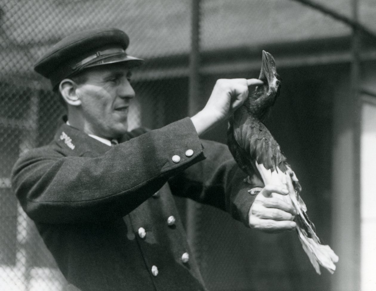 Thomas Raggett streichelt einen Großen Indischen Hornvogel im Londoner Zoo, 1924 von Frederick William Bond