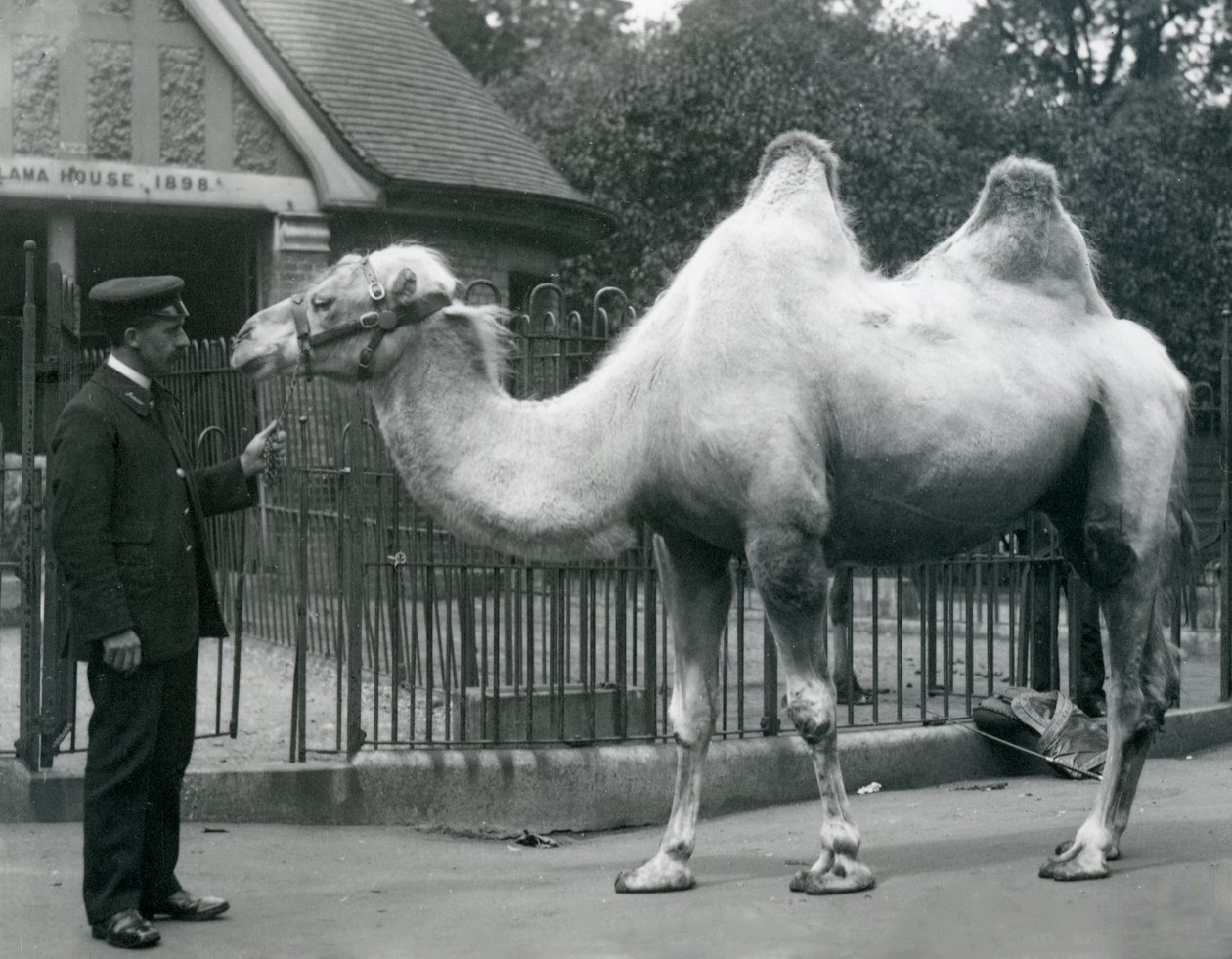 Wärter W. Styles mit einem Baktrischen Kamel vor dem Lama-Haus im Londoner Zoo, Juli 1914 von Frederick William Bond