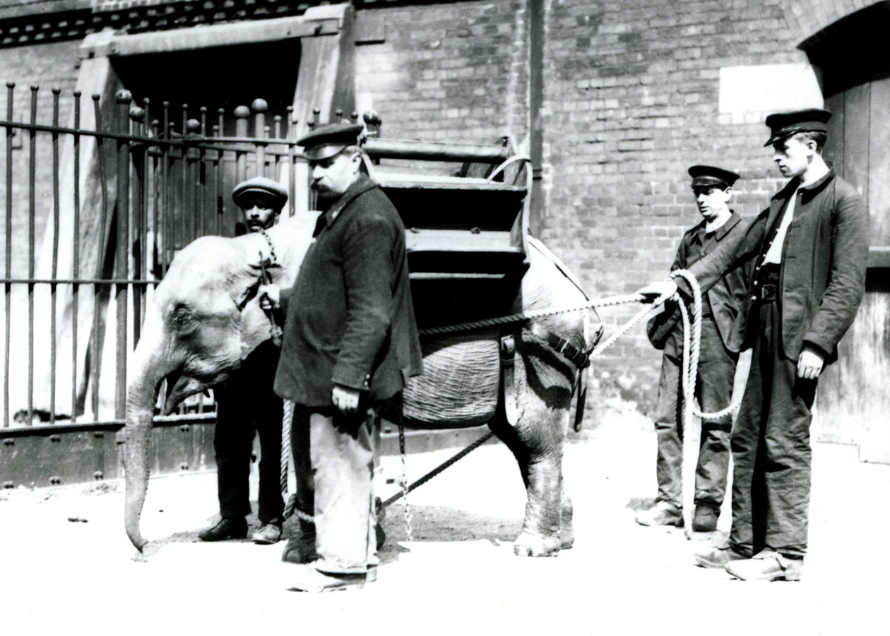 Die Wärter Jack Milbourne, H. Robertson und Thomas trainieren einen jungen asiatischen Elefanten, Londoner Zoo, Mai 1922 von Frederick William Bond
