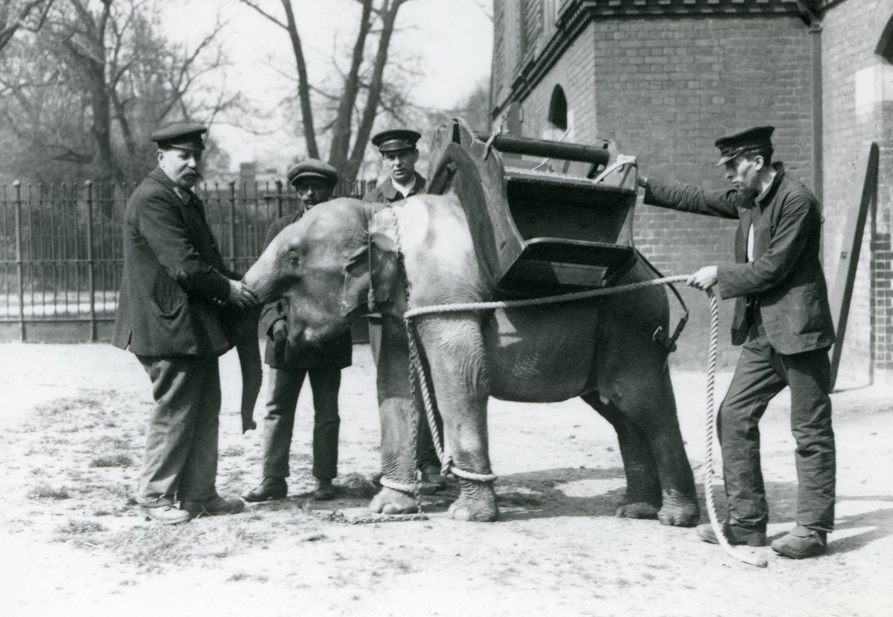 Die Wärter Jack Milbourne, H. Robertson und Thomas trainieren einen jungen asiatischen Elefanten, Londoner Zoo, Mai 1922 von Frederick William Bond