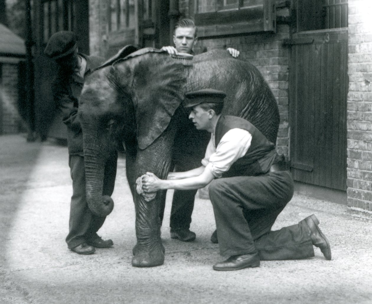 Wärter ölen die Haut des jungen männlichen afrikanischen Elefanten Kiberenge, Londoner Zoo, Juli 1924 von Frederick William Bond