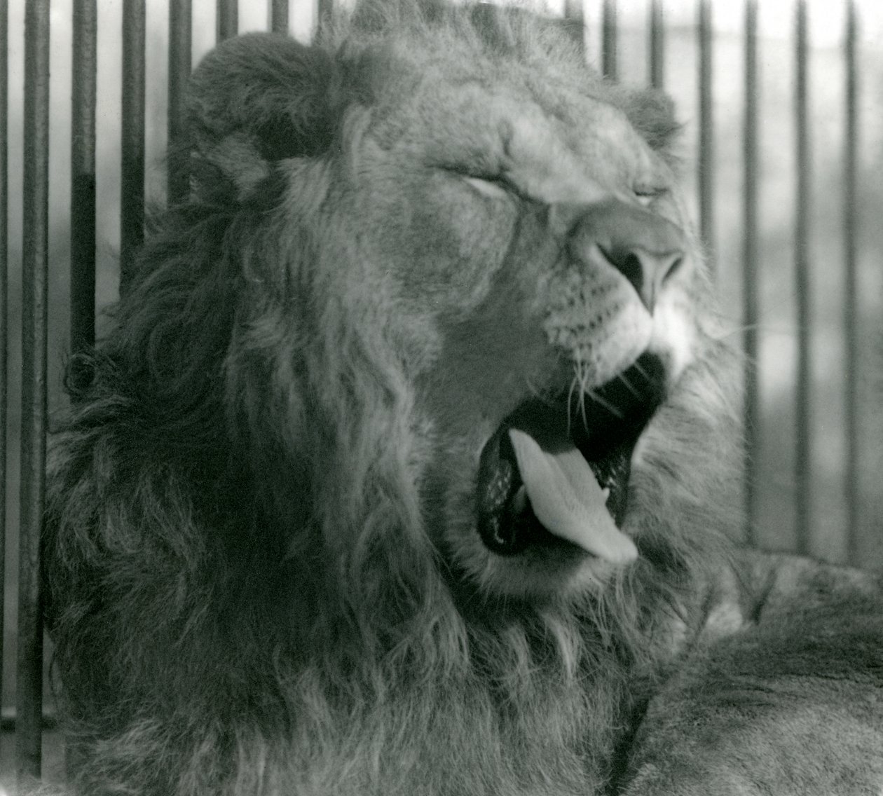 Männlicher Löwe Abdullah gähnt in seinem Gehege, London Zoo, 1925 von Frederick William Bond