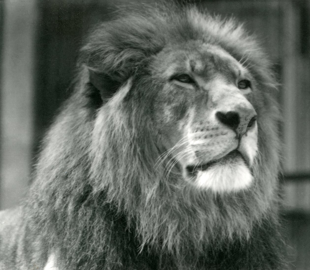 Männlicher Löwe Kuja im Londoner Zoo im August 1924 von Frederick William Bond