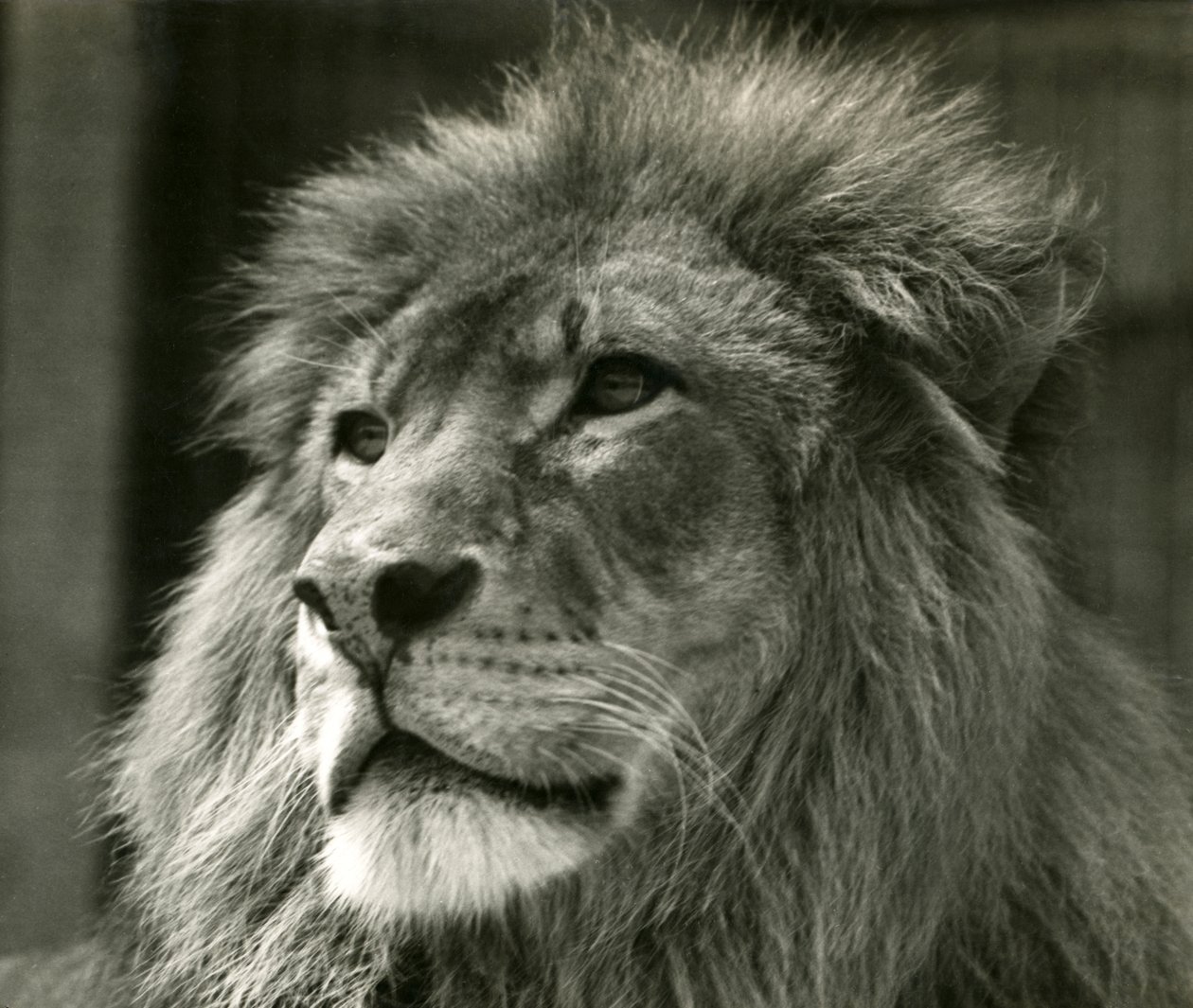 Männlicher Löwe Kuja im Londoner Zoo im August 1924 von Frederick William Bond