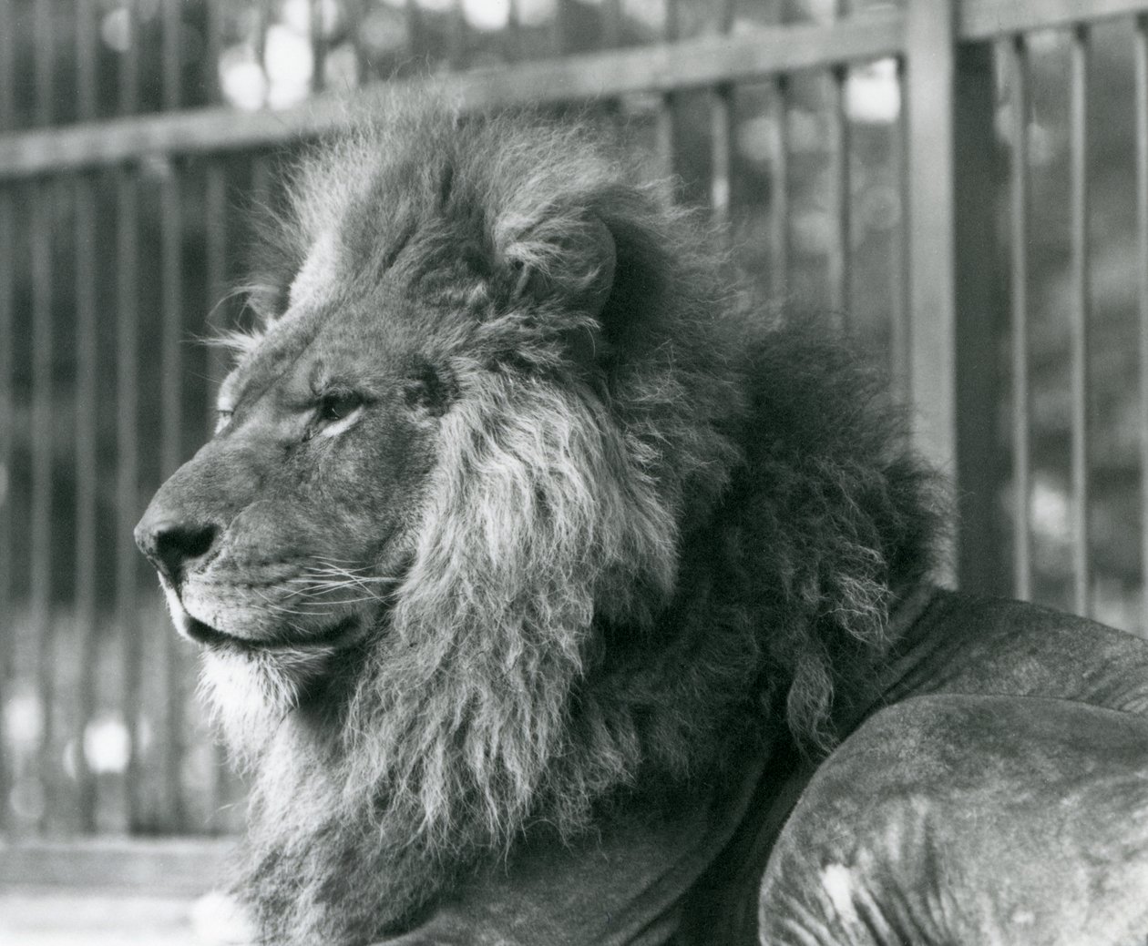 Männlicher Löwe Toto liegt in seinem Gehege im Londoner Zoo, September 1927 von Frederick William Bond
