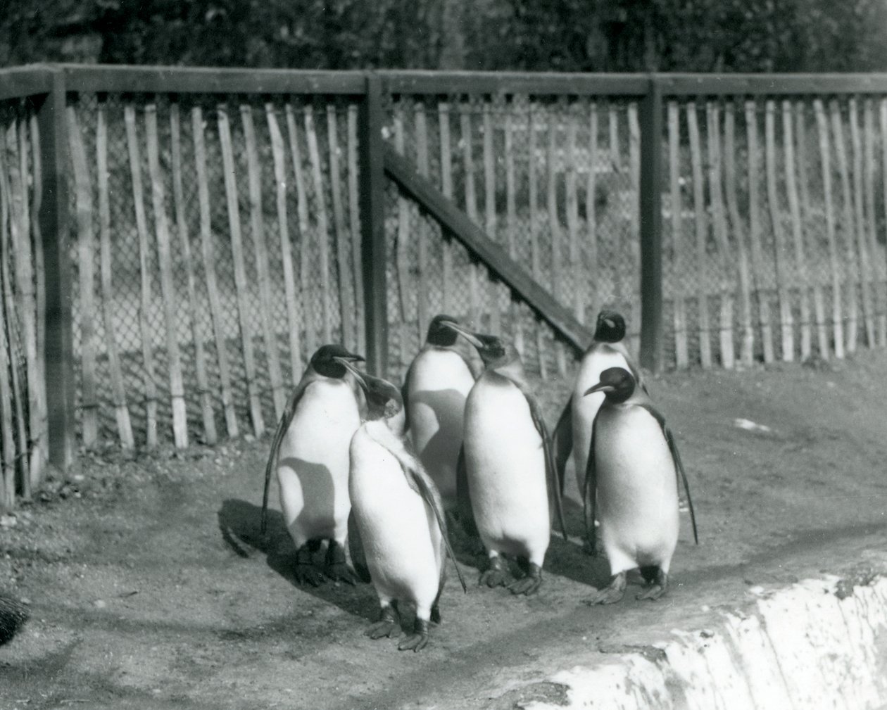 Sechs Königspinguine gehen neben ihrem Pool im Londoner Zoo im Jahr 1927 von Frederick William Bond