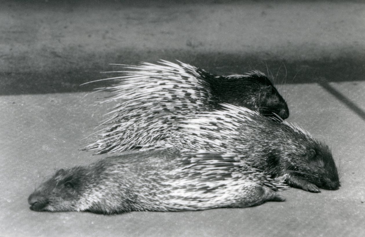Drei Kap-Südafrikanische Stachelschweine, London Zoo, 1925 von Frederick William Bond