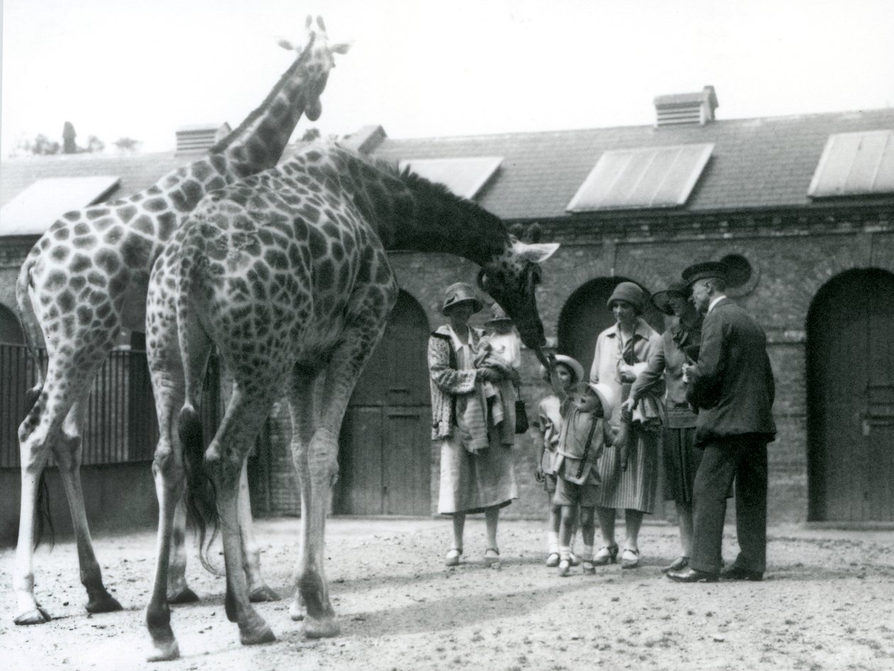 Drei Damen mit drei kleinen Kindern besuchen die Giraffen in ihrem Gehege außerhalb des Giraffenhauses, Londoner Zoo, Juli 1926 von Frederick William Bond