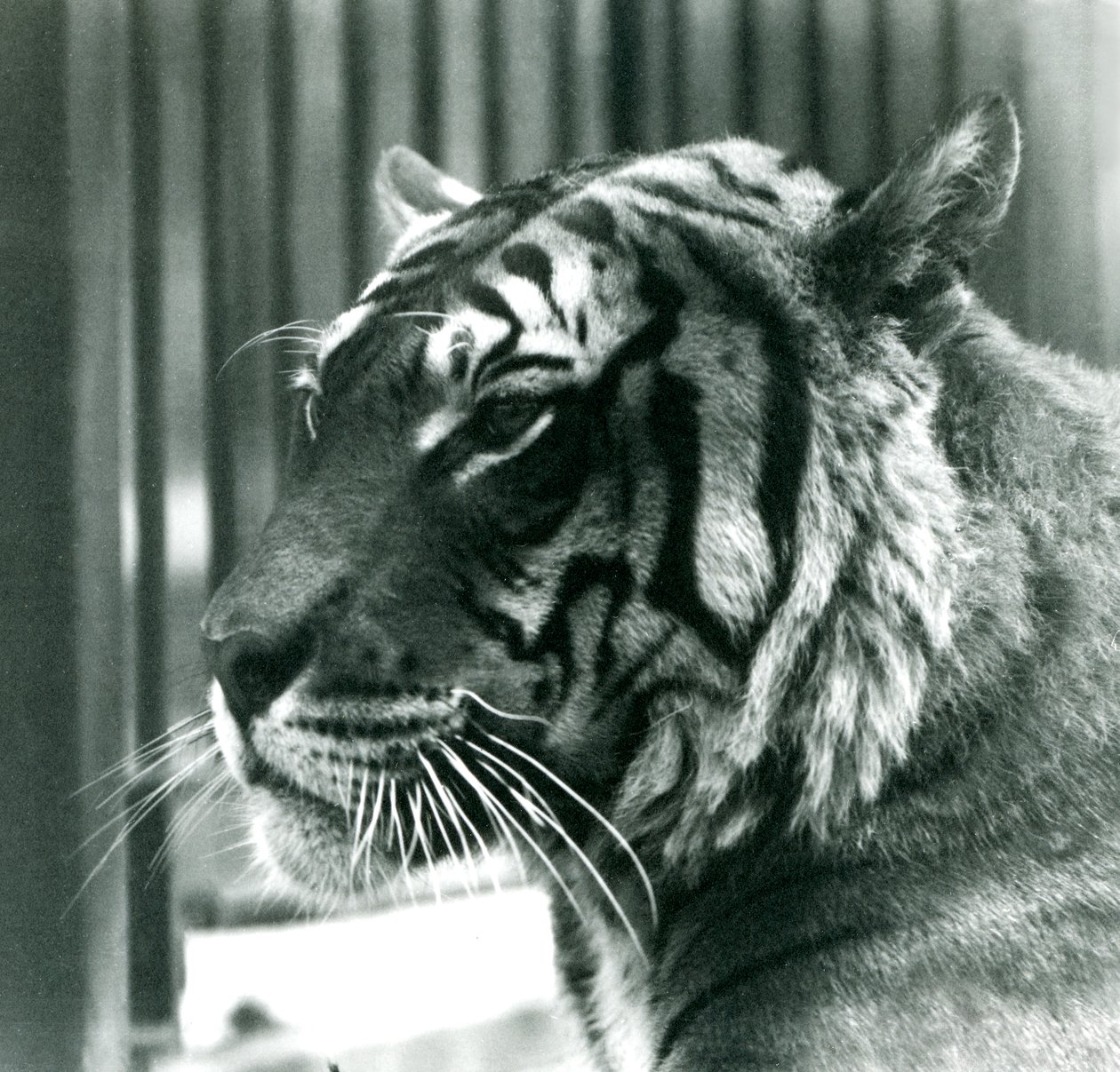 Tiger Sam im Londoner Zoo im Jahr 1925 von Frederick William Bond
