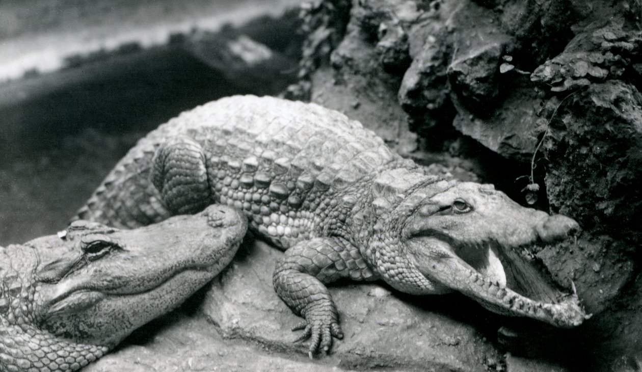 Zwei amerikanische Alligatoren im Londoner Zoo, Juli 1914 von Frederick William Bond