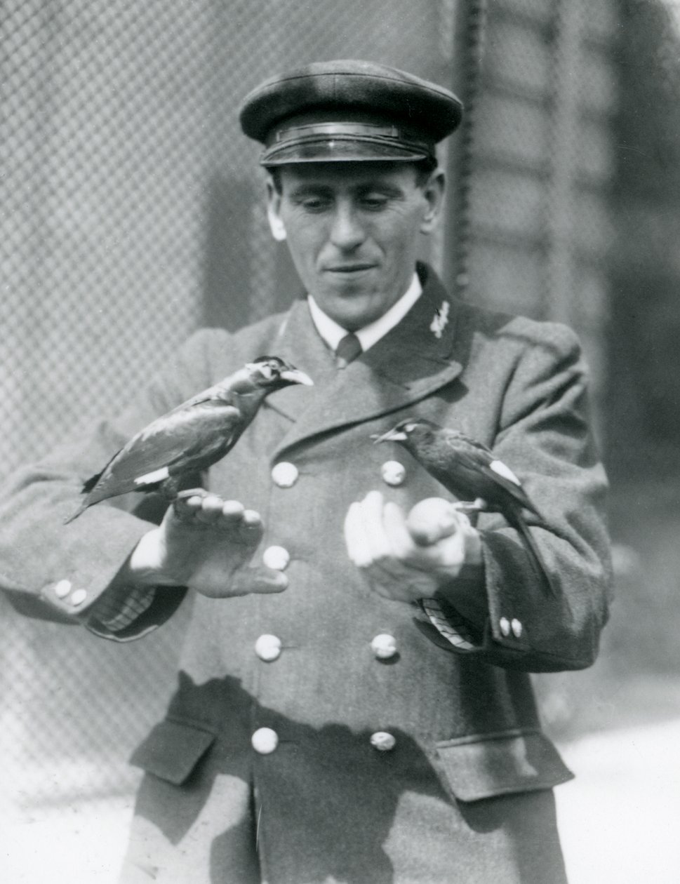 Zwei Mynavögel auf den Händen von Thomas Raggett, Londoner Zoo, Juni 1924 von Frederick William Bond