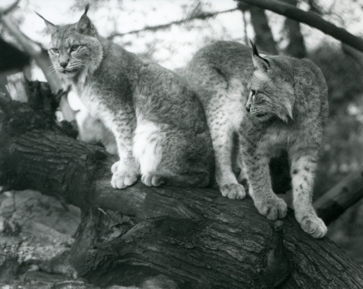 Zwei Nordluchse, einer sitzt und einer steht auf einem Ast, Londoner Zoo, Oktober 1925 von Frederick William Bond