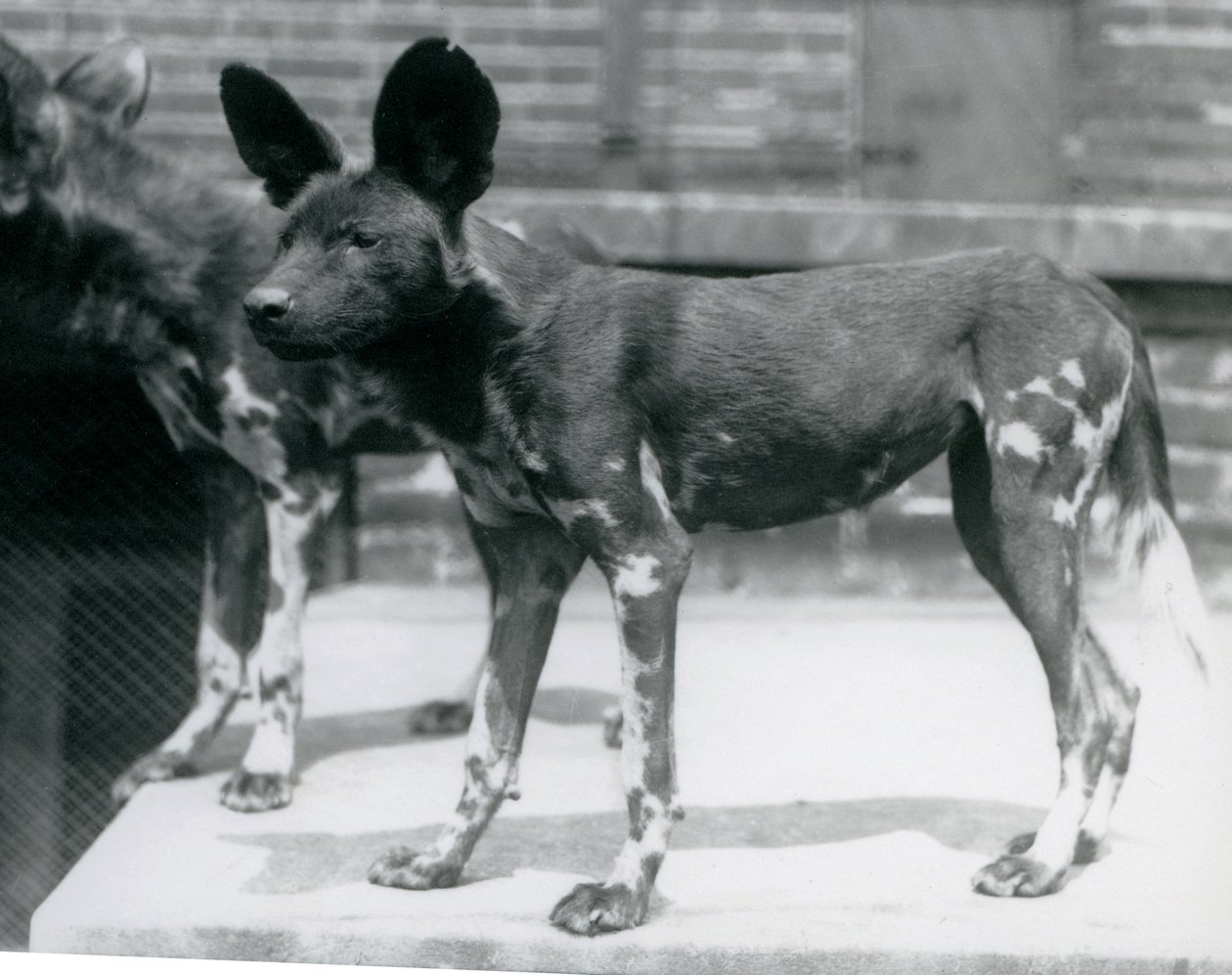 Zwei Somali-Wildhunde im Londoner Zoo, Juli 1925 von Frederick William Bond