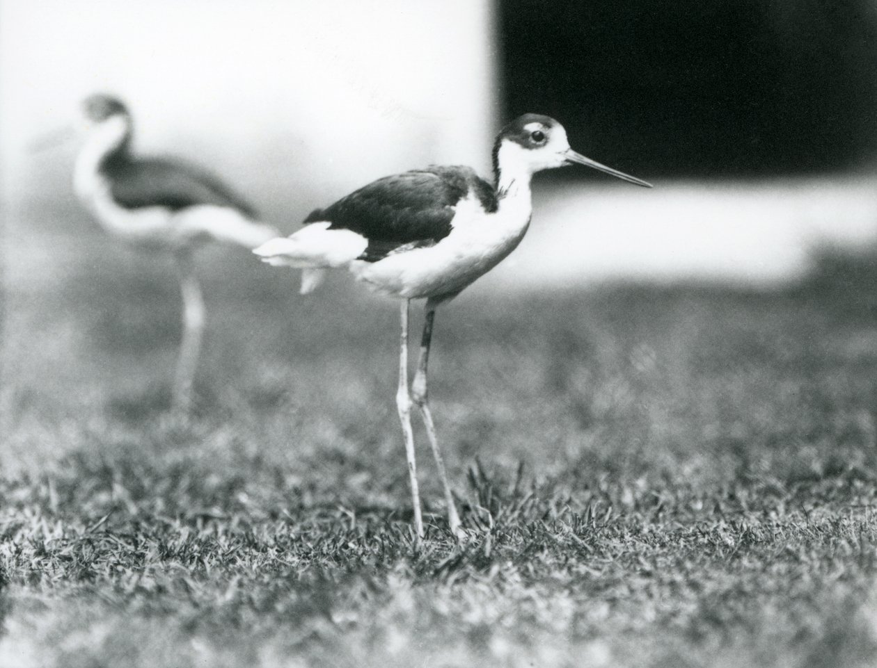 Zwei Schwarzhalstiltläufer auf Gras, Londoner Zoo, Juli 1925 von Frederick William Bond