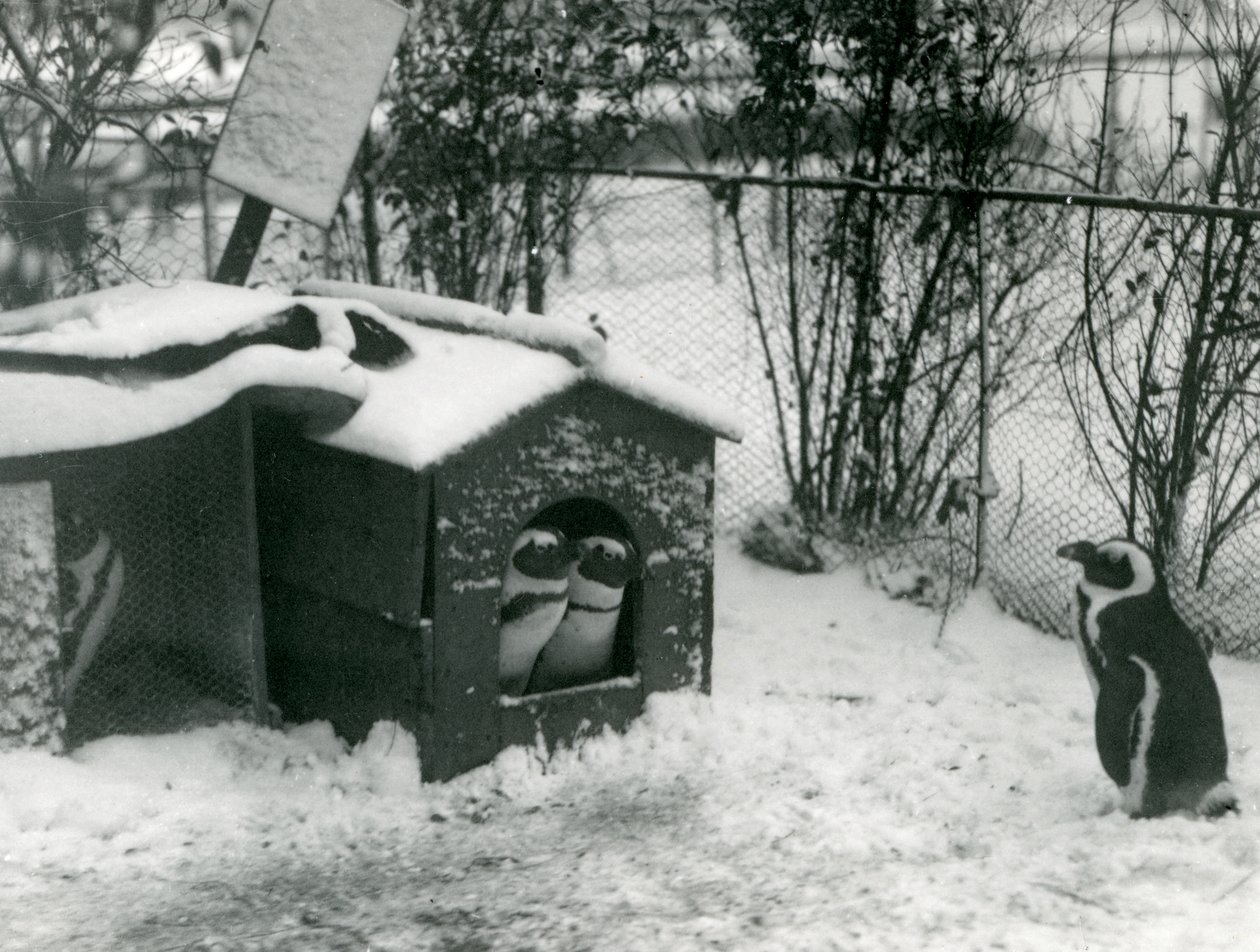 Zwei gefährdete Schwarzfußpinguine schauen aus ihrem Nistkasten im Schnee, während ein anderer zusieht, London Zoo, 1924 von Frederick William Bond