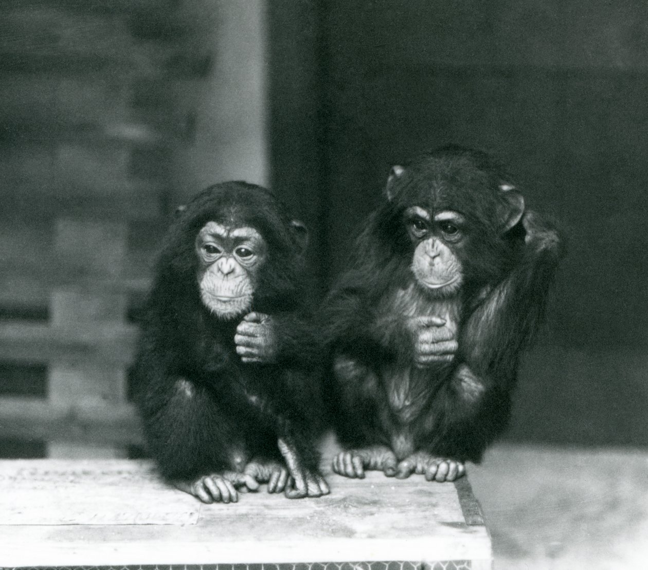Zwei junge Schimpansen sitzen auf einer Holzkiste, Londoner Zoo, 1924 von Frederick William Bond