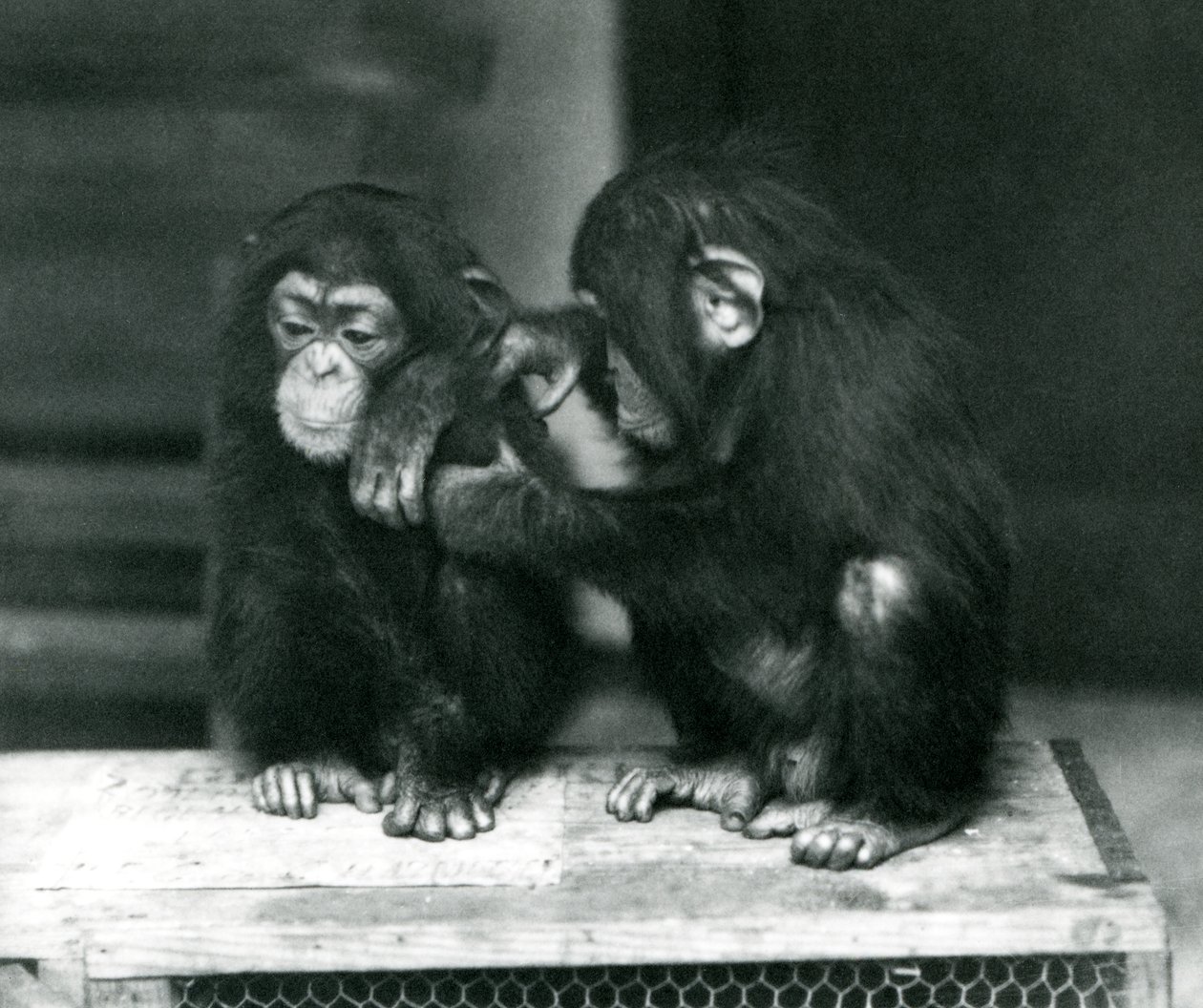 Zwei junge Schimpansen sitzen auf einer Holzkiste, Londoner Zoo, 1924 von Frederick William Bond