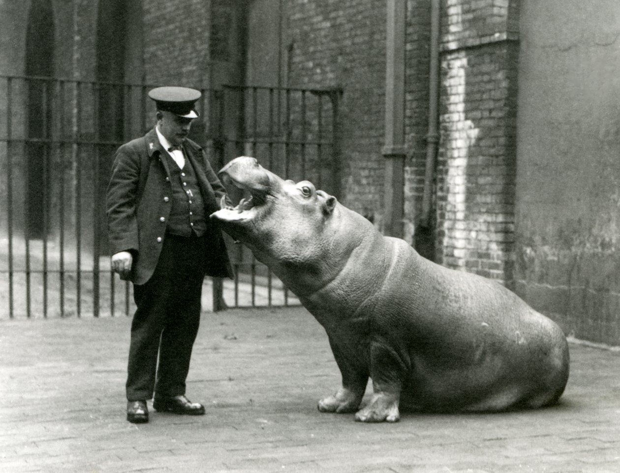 Junges Flusspferd Bobbie sitzt für Wärter Ernie Bowman, London Zoo, Juli 1923 von Frederick William Bond