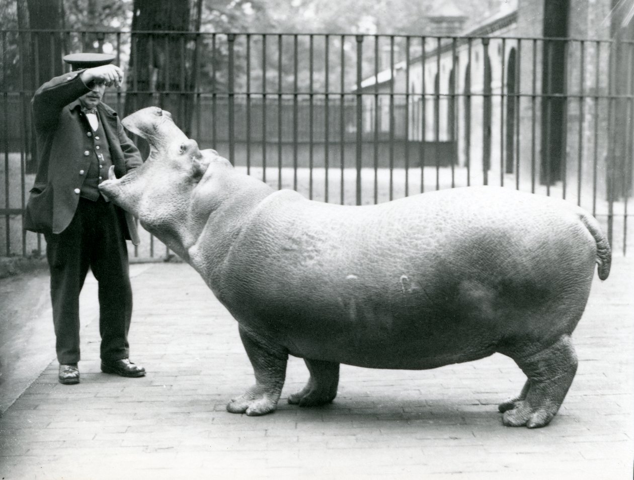 Junges Flusspferd Bobbie mit Wärter Ernie Bowman, London Zoo, Juli 1923 von Frederick William Bond