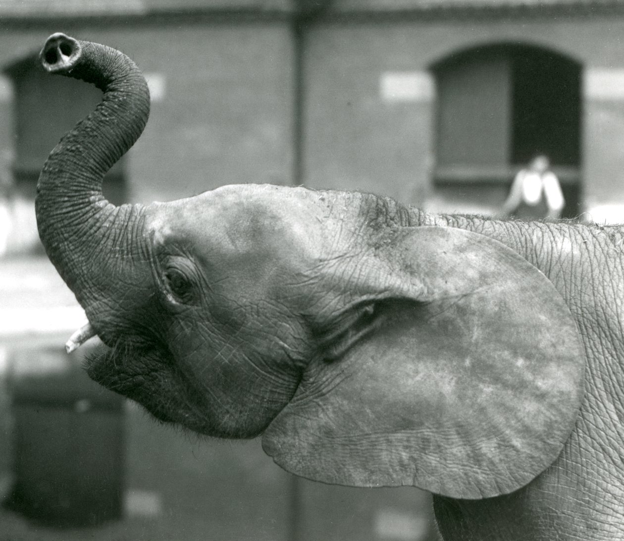 Junge afrikanische Zwerg-Elefantin Oojah hebt ihren Rüssel im Londoner Zoo, August 1925 von Frederick William Bond