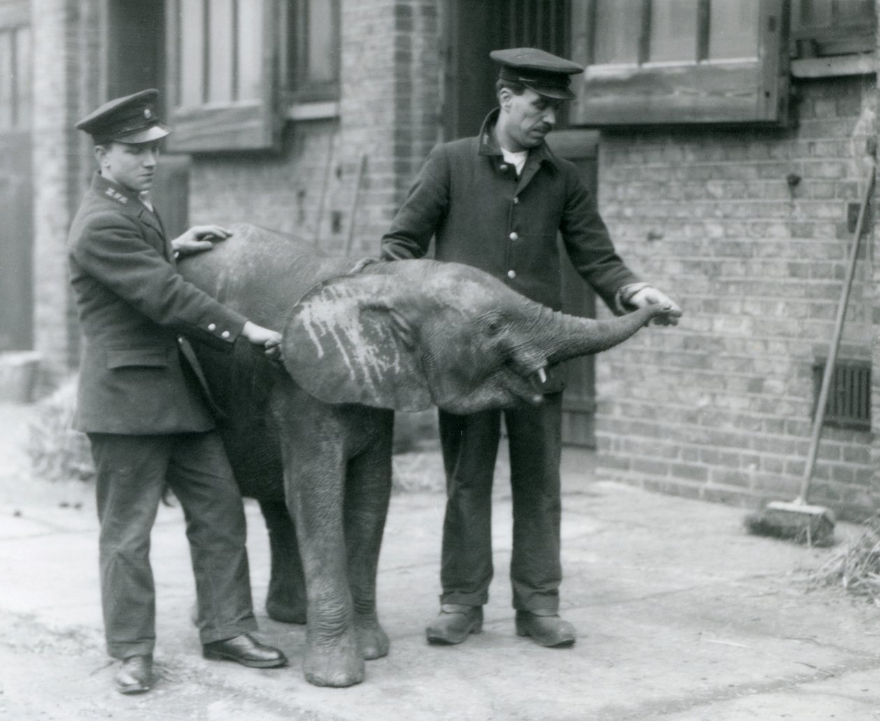 Junge weibliche afrikanische Zwerg-Elefantin Oojah hebt ihren Rüssel für eine Belohnung von ihren Pflegern im Londoner Zoo, April 1925 von Frederick William Bond