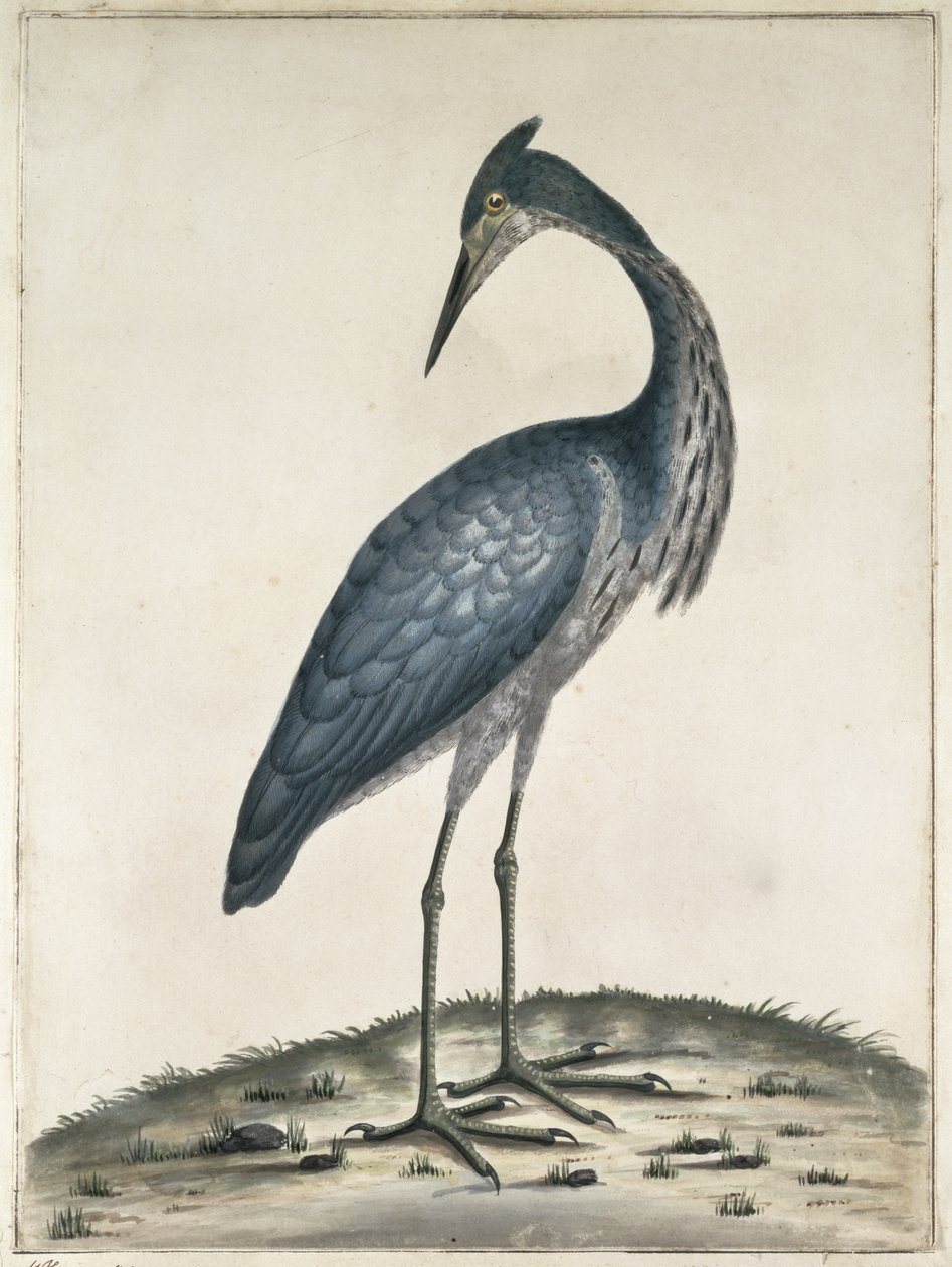 Ein Reiher, 1789 von Frederick William Hayes