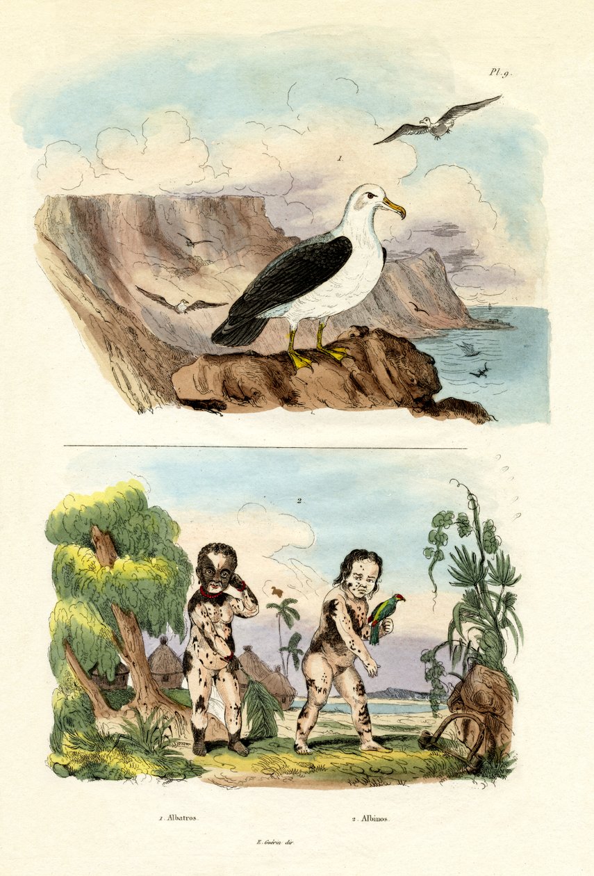 Albatros von French School