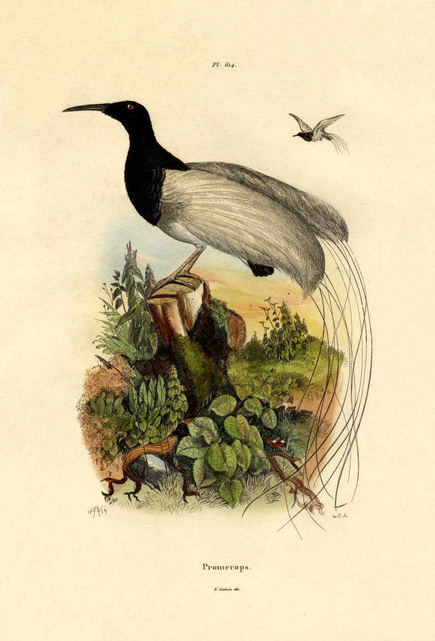 Kapzuckervogel von French School