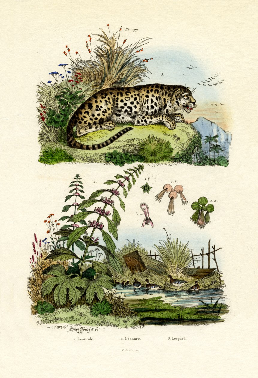 Kleine Wasserlinse von French School