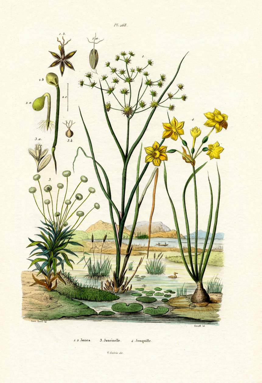Pfeifenblume von French School