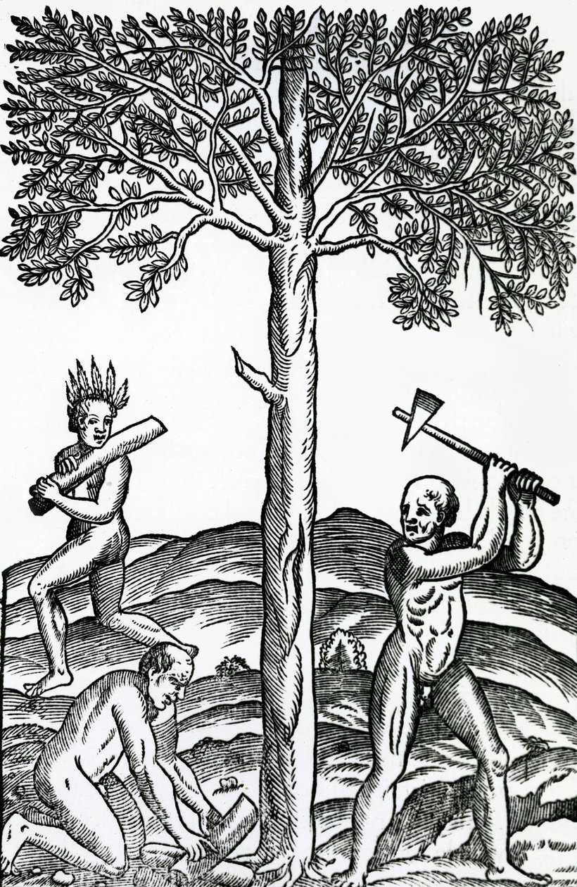 Baumfällung, Illustration aus Singularitäten von Frankreich Antarctique, von Andre de Thevet, 1558 von French School