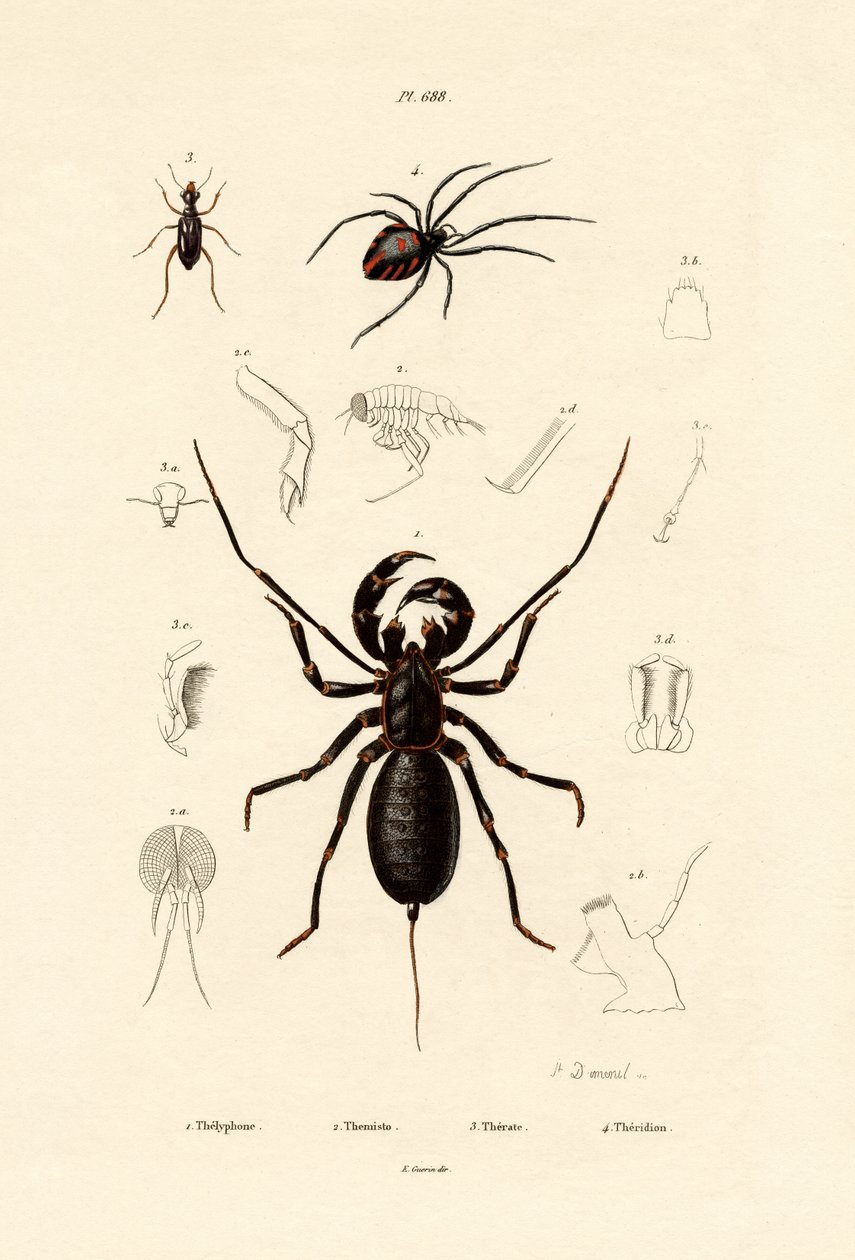Geißelskorpion von French School