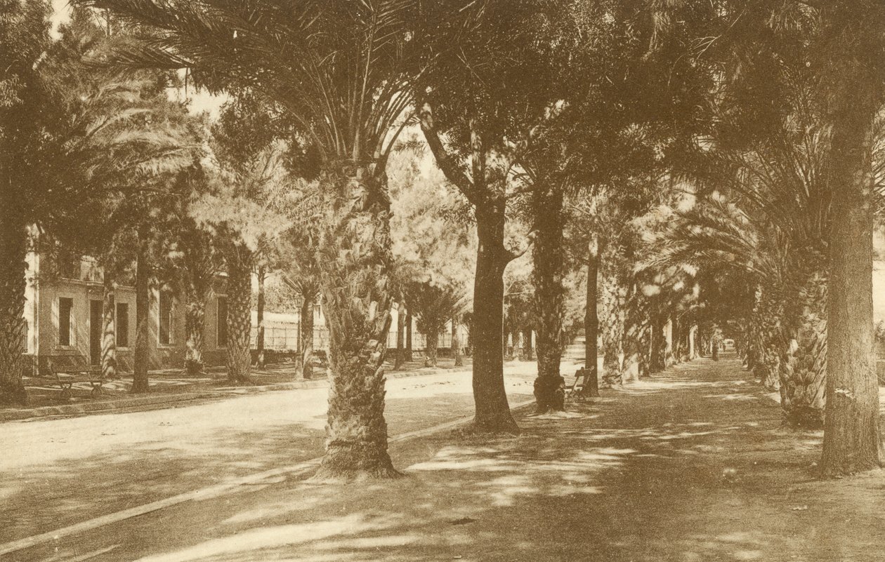 Hyeres, Avenue de la Gare, Allee der Palmen von French Photographer