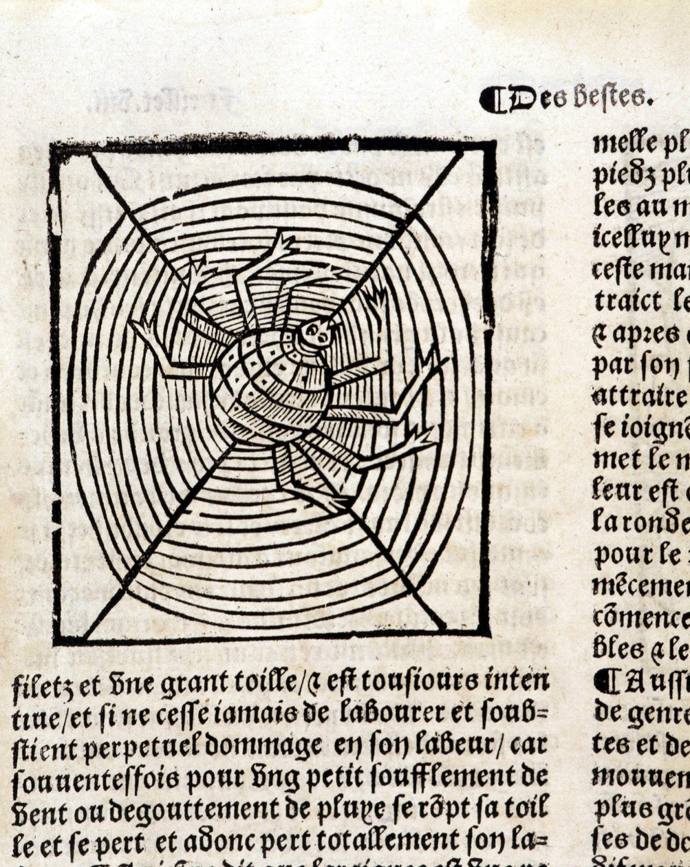 Eine Spinne in ihrem Netz in „Le Jardin de santé aus dem Lateinischen ins Französische übersetzt, neu gedruckt in Paris“ von French School