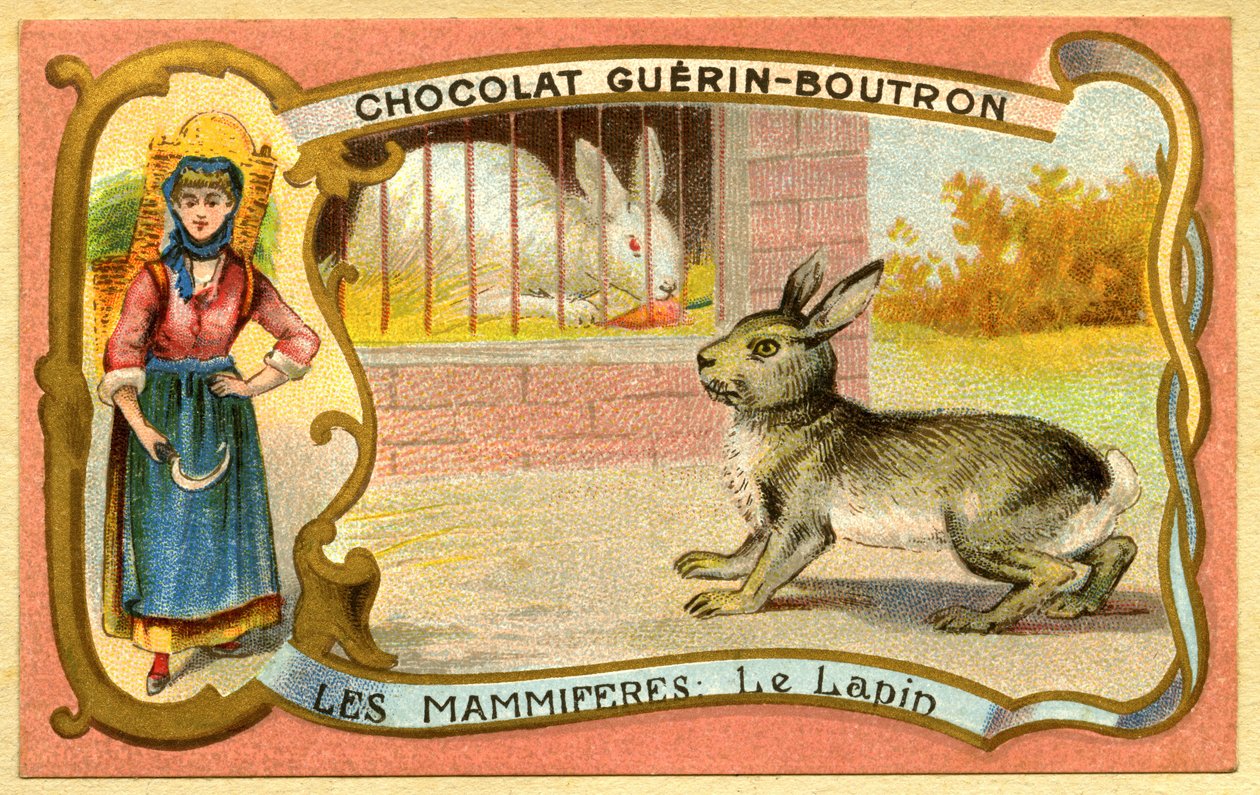 Werbe-Chromolithographie von Schokoladen Guerin Boutron, Säugetiere, Der Kaninchenkäfig und Wildgehege von French School