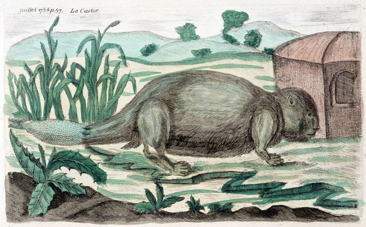 Biber. Illustration von M. Toussaint (1756) in „Periodische Beobachtungen über Physik, Naturgeschichte und Kunst“. von French School