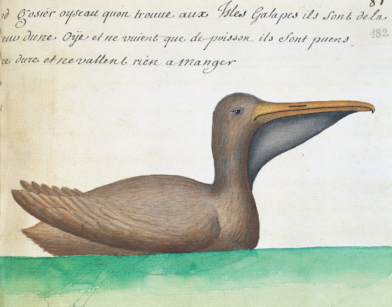 Brauner Pelikan (Pelecanus occidentalis), Galapagos-Inseln, Aquarell aus dem Logbuch von Jacques Gouin de Beauchesne, Kapitän der Compagnie royale de la Mer du Sud, von 1698 bis 1701, Frankreich von French School