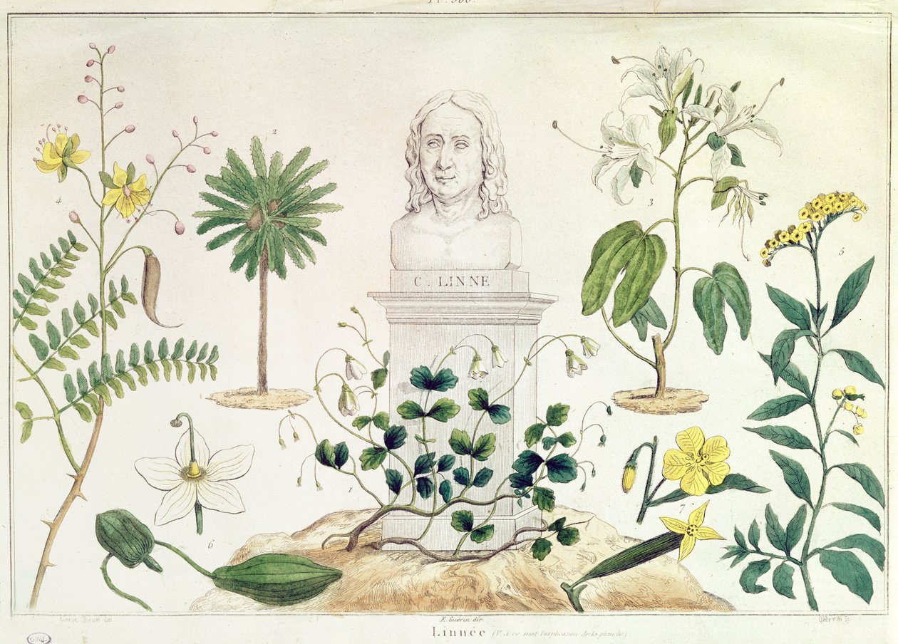Carl von Linné (1707-78) umgeben von einigen der Pflanzen, die er klassifizierte (Farbstich) von French School