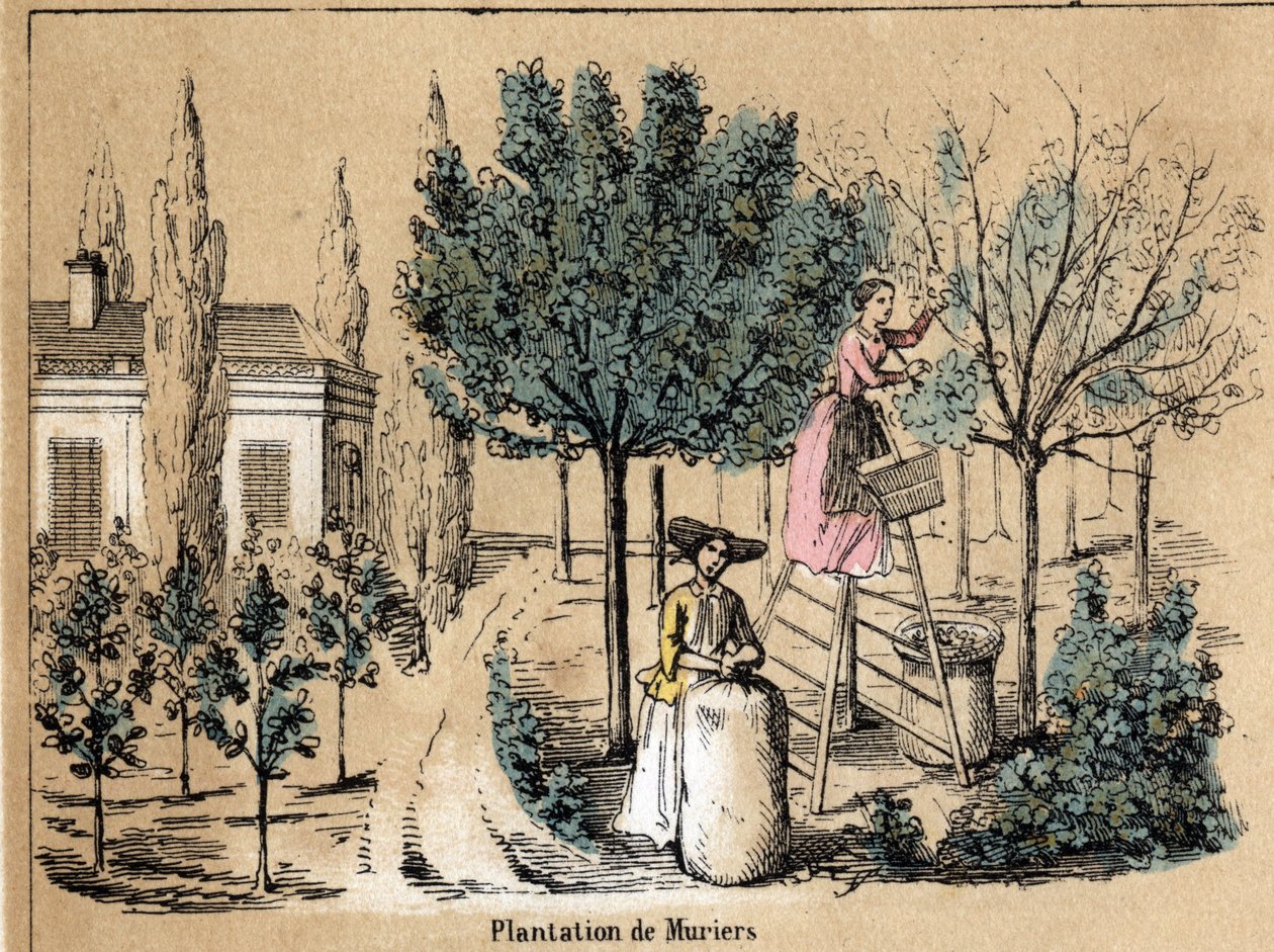Beschreibung der Kultur und Seidenprodukte: Anpflanzen von Maulbeerbäumen. (la soie) von French School