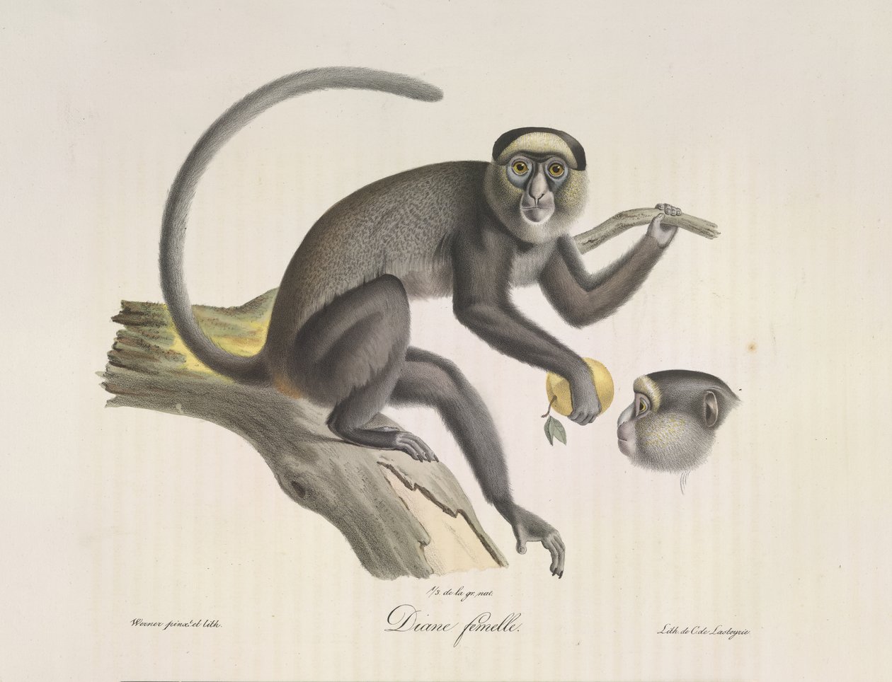 Diane femelle, Ein weiblicher Affe, aus Histoire Naturelle des Mammifères (Farblithographie) von French School