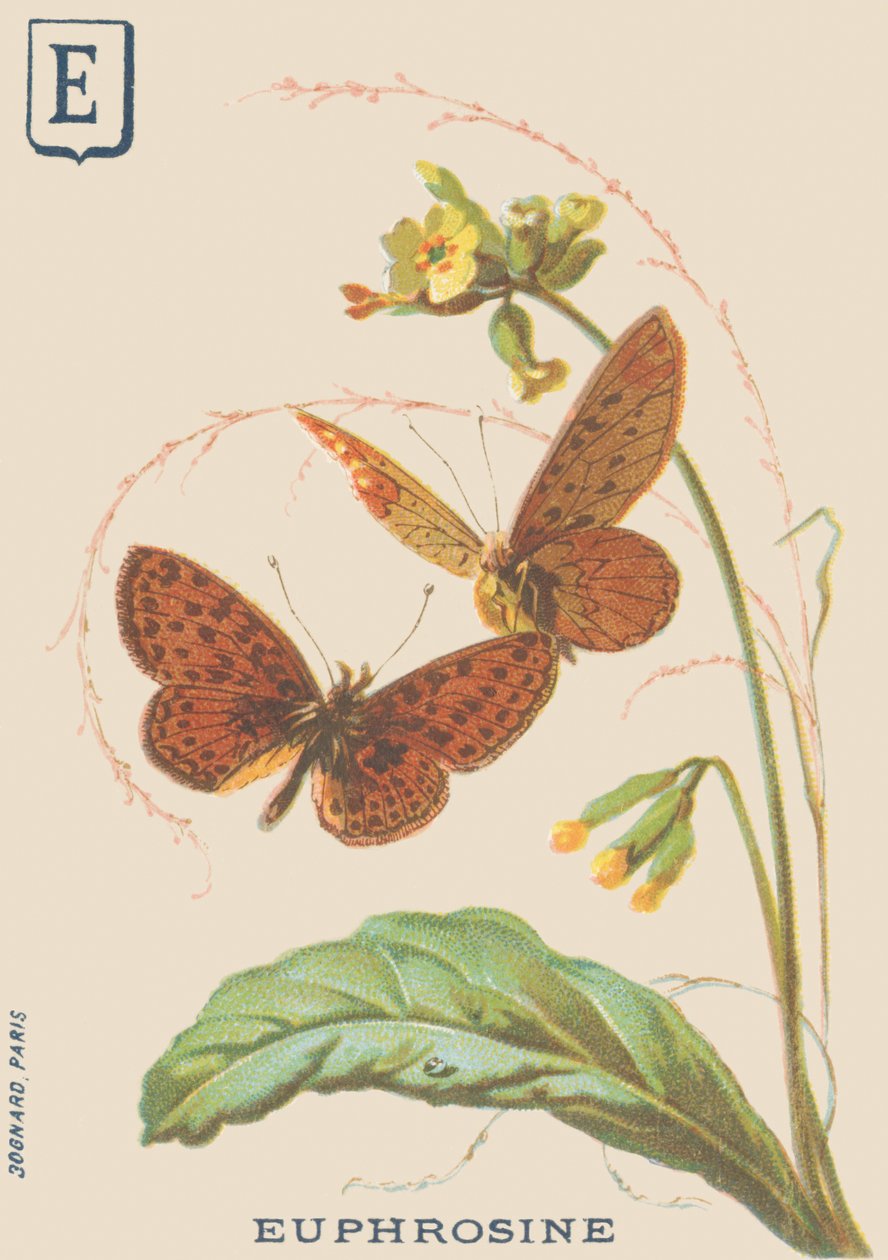 E: Euphrosine (Clossiana euphrosine oder Großer Perlmutterfalter) von French School
