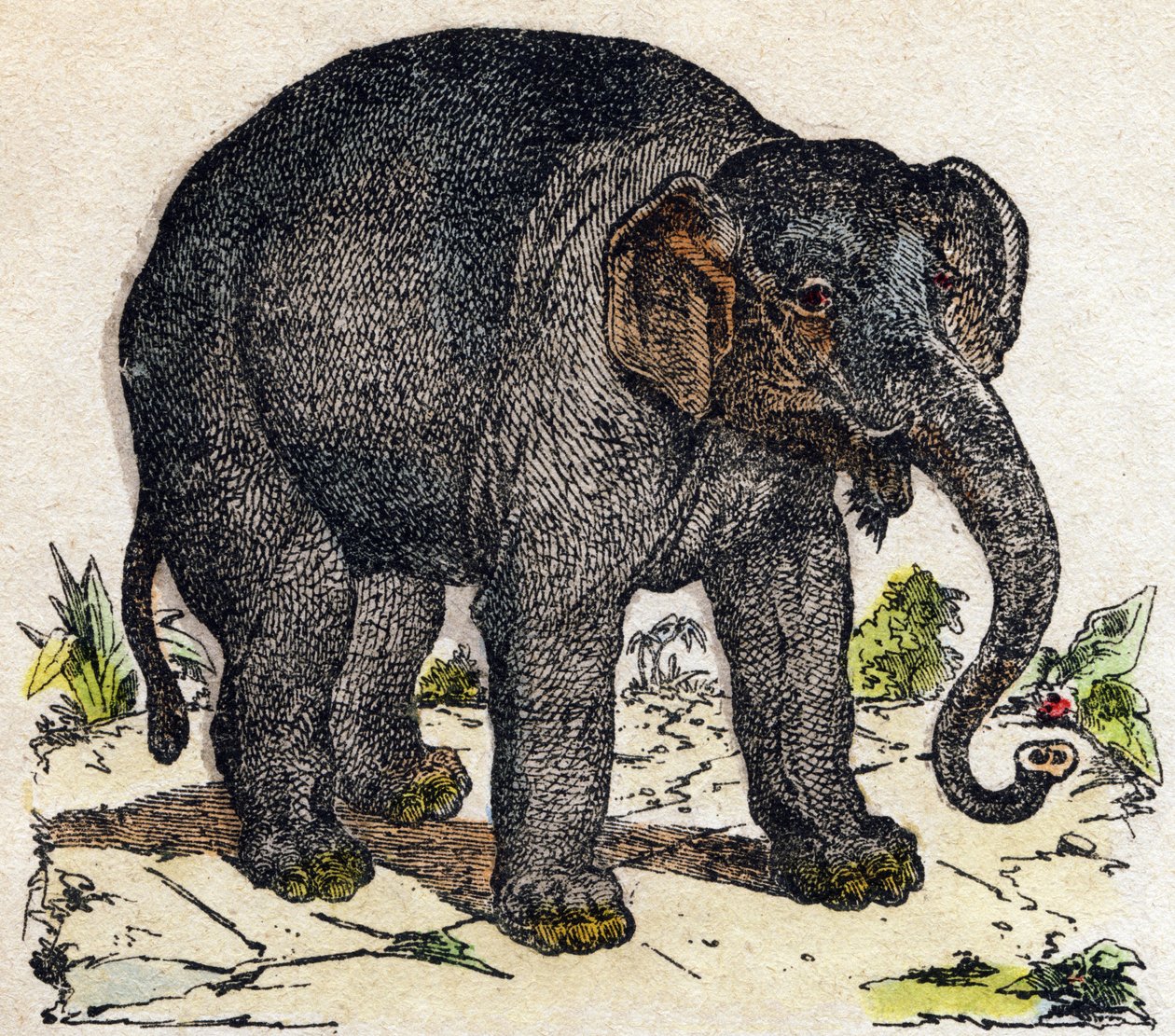 Elefant. Gravur in „Alphabet der wilden Tiere“. 9. Serie. Bildsprache von Epinal, Pellerin, Drucker-Verleger, um 1870. Holzschnitte, schabloniert. 16 Seiten. Private Sammlung von French School