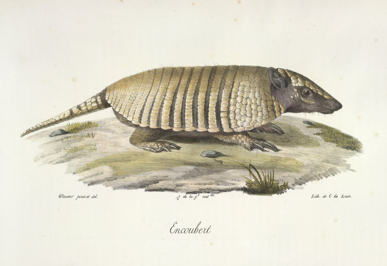 Gürteltier, aus Histoire Naturelle des Mammifères von French School