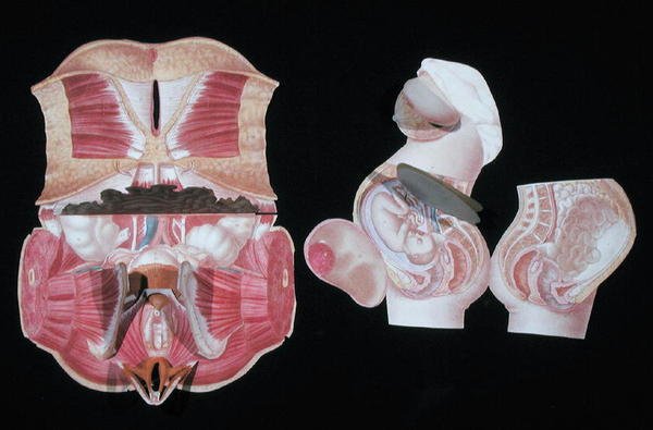 Weibliche anatomische Figur, aus 