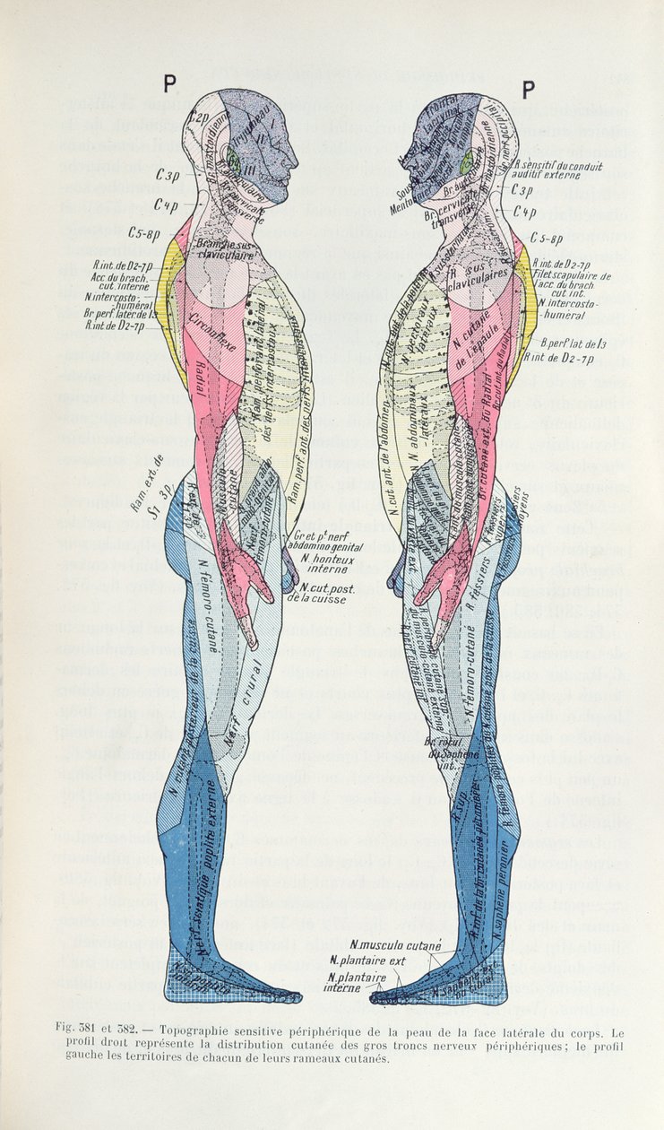 Das Nervensystem, aus Semiologie des Affections du System Nerveux von J. Dejerine, 1914 von French School