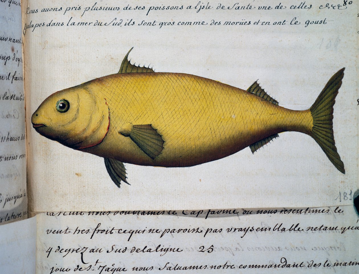 Fisch so groß wie Kabeljau, Isle De La Sante, Aquarell aus dem Logbuch von Jacques Gouin de Beauchesne von French School