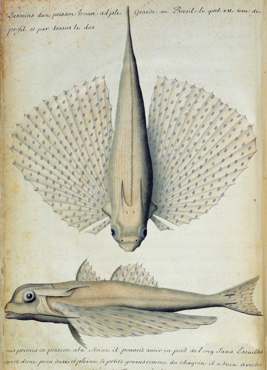 Fisch gefunden auf Ilha Grande, Brasilien von French School