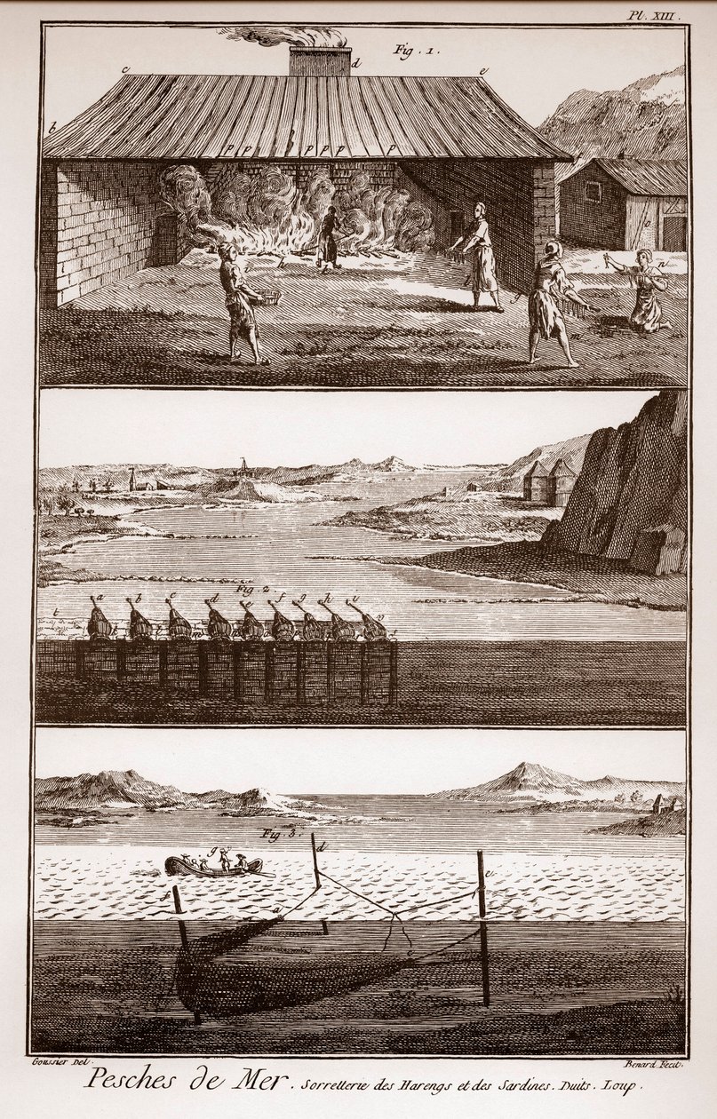 Fischen, Heringe und Sardinen - „La Grande Encyclopedie, ou Dictionnaire Raisonne des Sciences, des Arts et des Metiers“ von Deni von French School